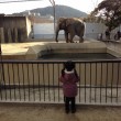京都市動物園　ぞう