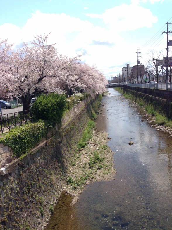 右京区の桜